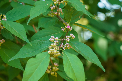 Image of Callicarpa japonica by (c) WATANABE Hitoshi 渡辺仁, some rights reserved (CC BY)
