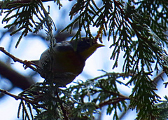 Setophaga americana image