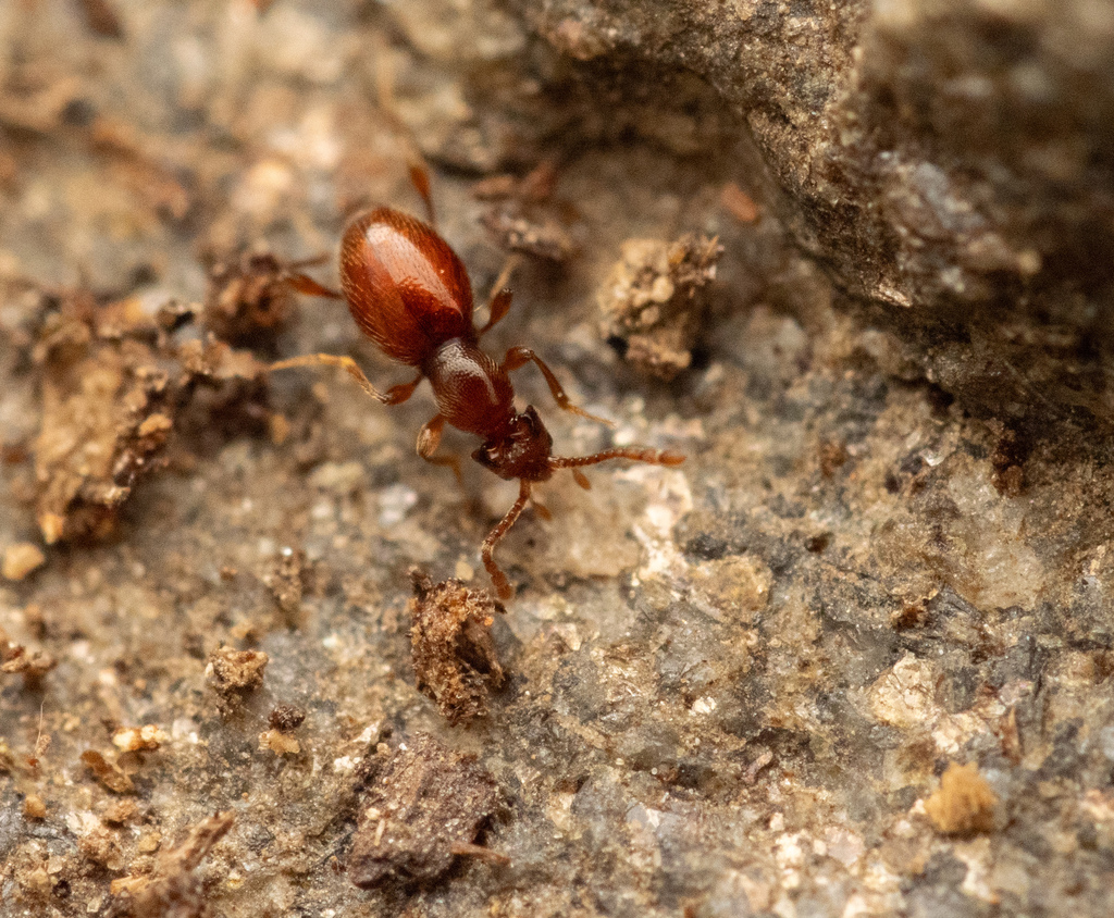 Scydmaenus hellwigii