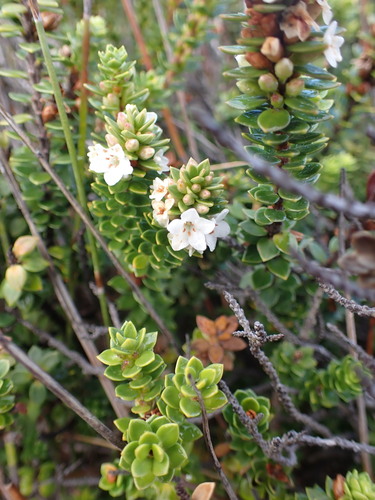 cliff heath (Epacris myrtifolia)