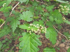 Neillia incisa