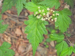 Neillia incisa