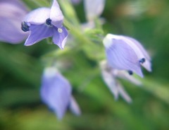 Veronica austriaca