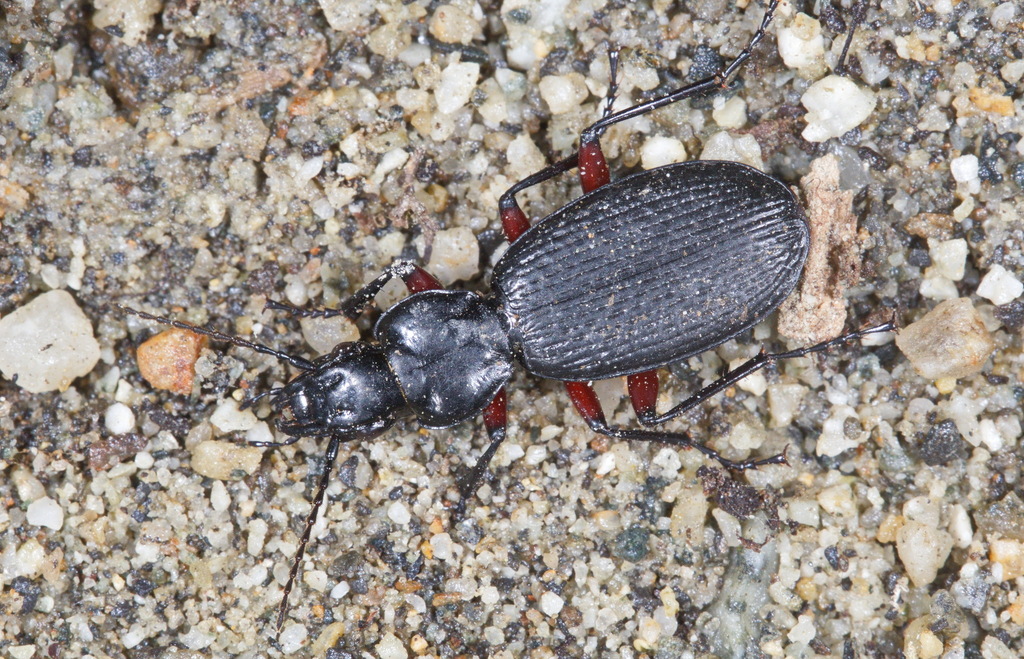 Pterostichus rudestriatus