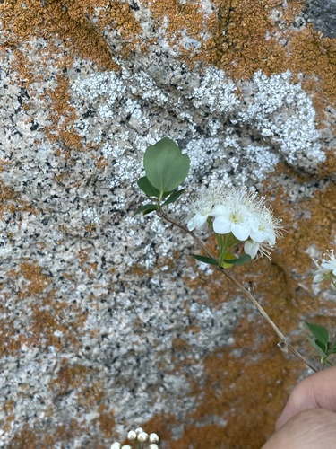 Spiraea chamaedryfolia