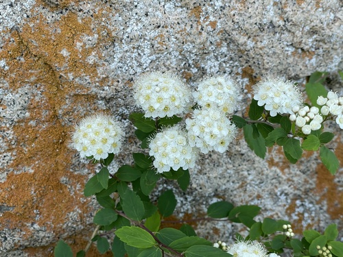 Spiraea chamaedryfolia
