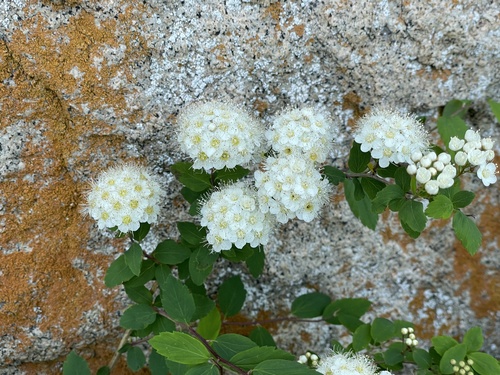 Spiraea chamaedryfolia