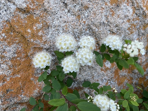 Spiraea chamaedryfolia