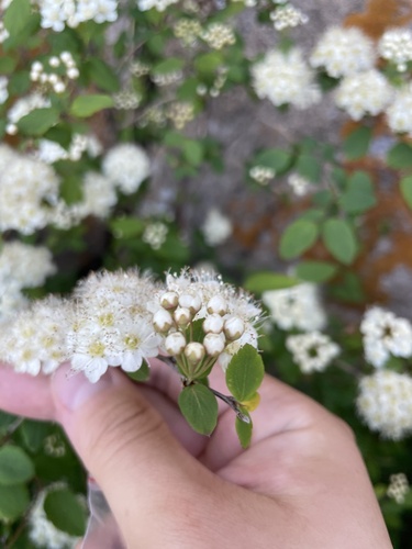 Spiraea chamaedryfolia