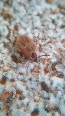 Rhipicephalus sanguineus