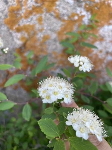 Spiraea chamaedryfolia