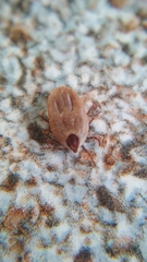 Rhipicephalus sanguineus