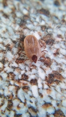 Rhipicephalus sanguineus