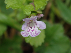 Glechoma grandis