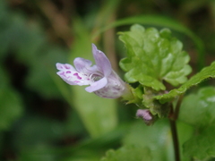 Glechoma grandis