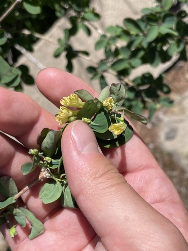 Lonicera tangutica, photograph 5