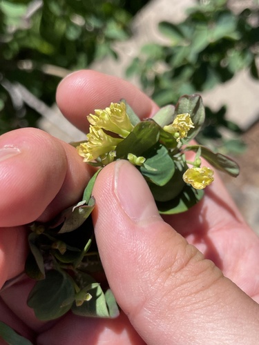 Lonicera tangutica, photograph 6
