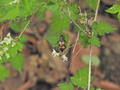Nicrophorus quadripunctatus