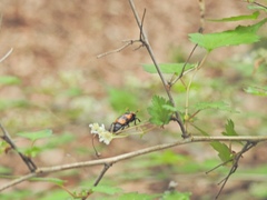 Nicrophorus quadripunctatus