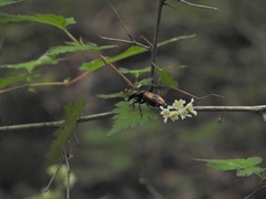 Nicrophorus quadripunctatus