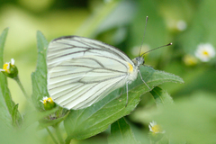 Appias libythea olferna