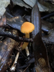 Hygrocybe procera