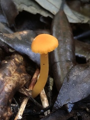 Hygrocybe procera