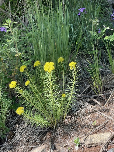 Rhodiola kirilowii (Rhodiola kirilowii)