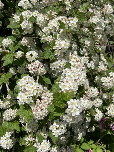 Physocarpus amurensis