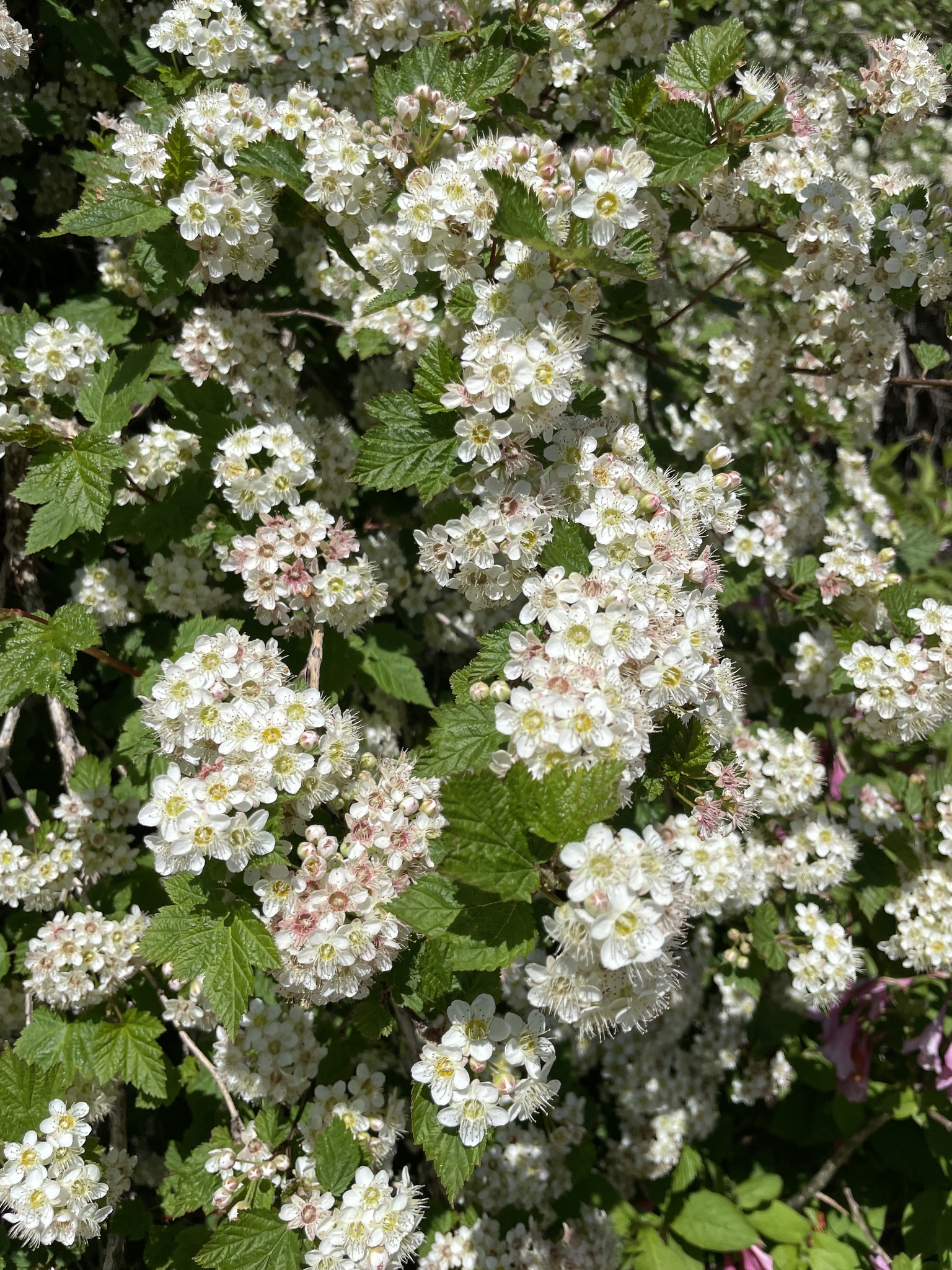 Physocarpus amurensis