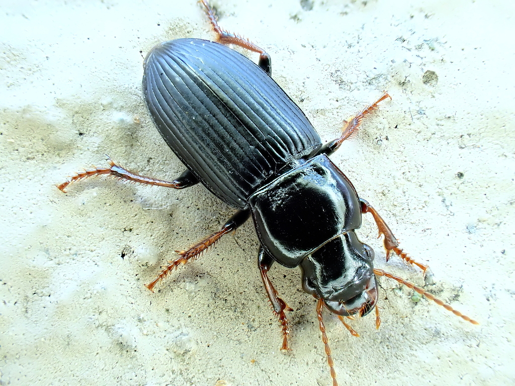 Harpalus attenuatus