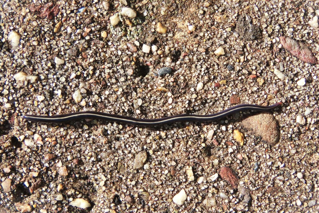 Blue Garden Flatworm from Wallaga Lake NSW 2546, Australia on June 8 ...