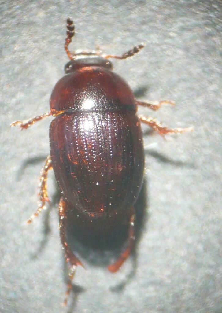 Leiodes politus