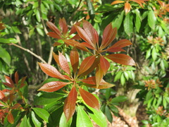 Pieris japonica