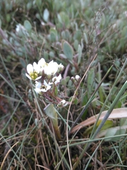 Cochlearia officinalis