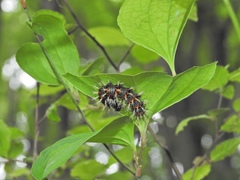 Kaniska canace nojaponicum