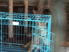 Prionailurus javanensis