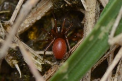 Ostearius melanopygius