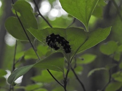 Kaniska canace nojaponicum