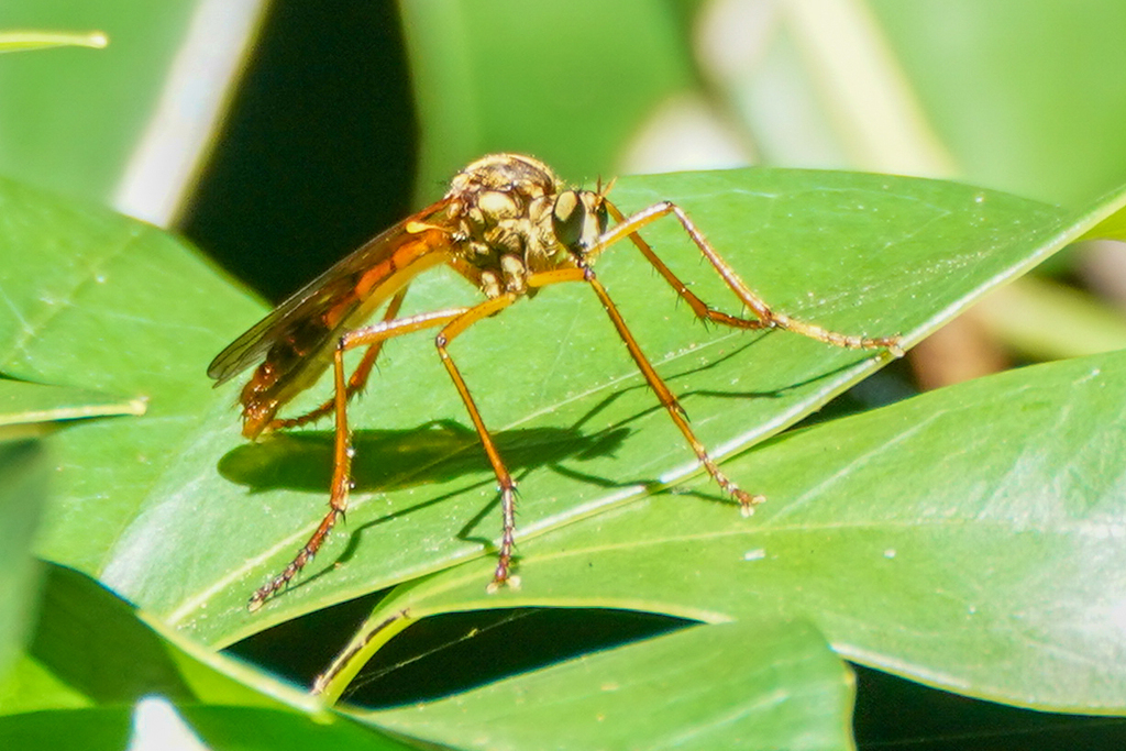 Molobratia japonica