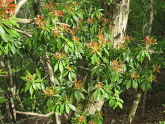 Pieris japonica