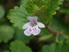 Glechoma grandis