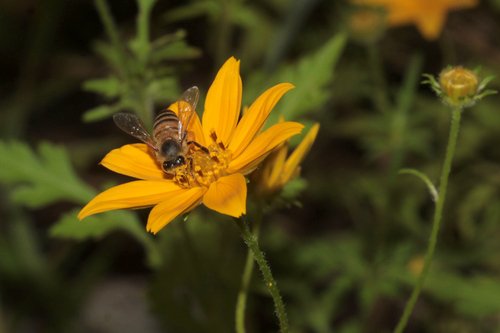 African Honey Bee