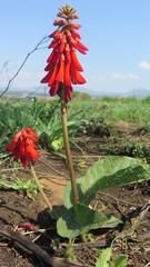 Erythrina zeyheri