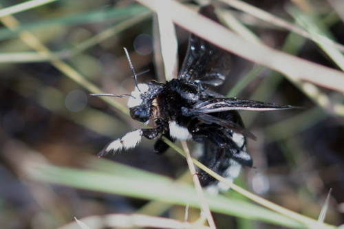 White-sided Large Carpenter Bee