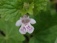 Glechoma grandis