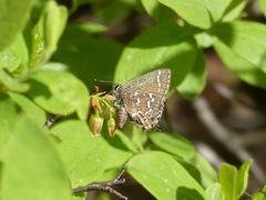 Callophrys hesseli