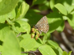Callophrys hesseli