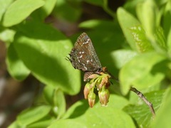 Callophrys hesseli