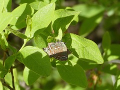 Callophrys hesseli